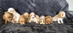 Photo №1. cocker spaniel anglais - à vendre en ville de Mauvais münsteerefel | négocié | Annonce №166353