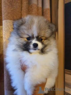 Photo №3. Mignon petit mini chiot Spitz Pomeranian. Allemagne
