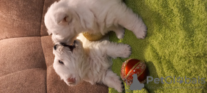 Photo №4. Je vais vendre west highland white terrier en ville de Riga. annonce privée - prix - 1500€