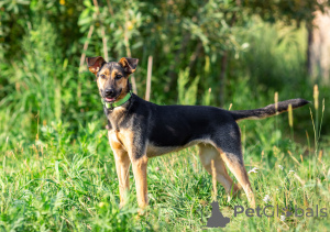 Photo №3. La beauté active Iva recherche une famille aimante !. Fédération de Russie