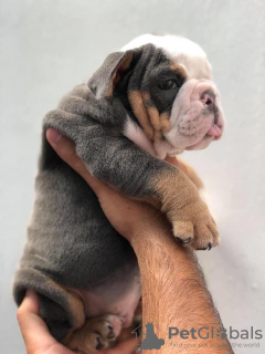 Photo №1. bulldog anglais - à vendre en ville de Helsinki | 450€ | Annonce №125671