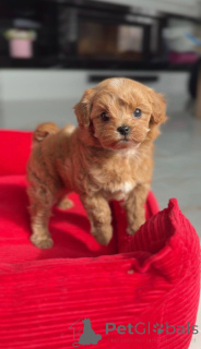 Photo №1. caniche (jouet) - à vendre en ville de Vienne | négocié | Annonce №166817