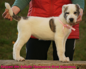 Photos supplémentaires: Chiot berger blanc asie fille tigre blanc