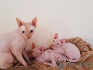 Photo №1. sphynx - à vendre en ville de Амстердам | 250€ | Annonce № 124257