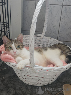 Photo №3. Bébé, un chat très charismatique cherche un foyer !. Fédération de Russie