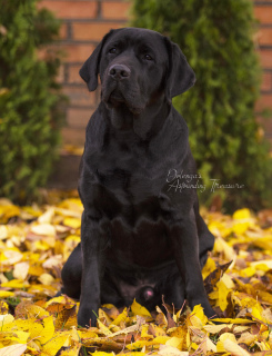 Photo №2 de l'annonce № 3680 de la vente labrador retriever - acheter à Ukraine de la fourrière, éleveur