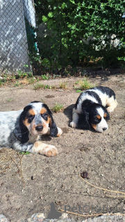 Photo №3. Beau, bons chiots, épagneul de chasse russe.. Ukraine