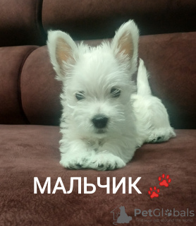 Photo №1. west highland white terrier - à vendre en ville de Grodno | 380€ | Annonce №11894