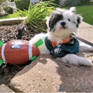 Photo №2 de l'annonce № 126837 de la vente yorkshire terrier - acheter à France éleveur