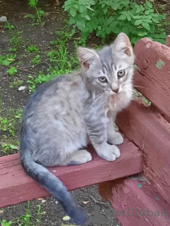 Photo №2 de l'annonce № 149041 de la vente  - acheter à Fédération de Russie annonce privée