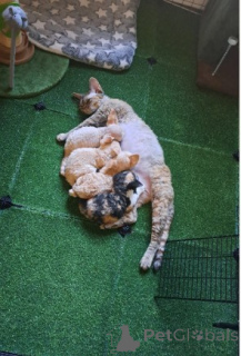 Photo №1. devon rex - à vendre en ville de Munich | 800€ | Annonce № 160322