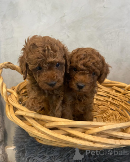 Photo №2 de l'annonce № 158056 de la vente  - acheter à Allemagne annonce privée