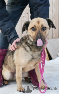 Photo №4. Je vais vendre chien bâtard en ville de Saint-Pétersbourg. annonce privée - prix - Gratuit