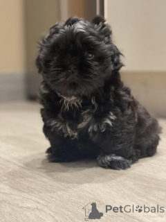 Photo №3. Chiots Shih Tzu disponibles. Malte
