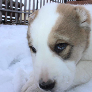 Photos supplémentaires: Vente chiots SAO