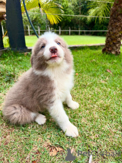 Photo №2 de l'annonce № 159498 de la vente border collie - acheter à Allemagne éleveur