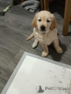 Photo №3. Superbes Golden Retrievers. USA