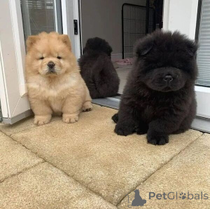 Photo №1. chow-chow - à vendre en ville de Nürburg | 550€ | Annonce №149693