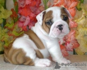 Photo №1. bulldog anglais - à vendre en ville de Nuremberg | 550€ | Annonce №132673