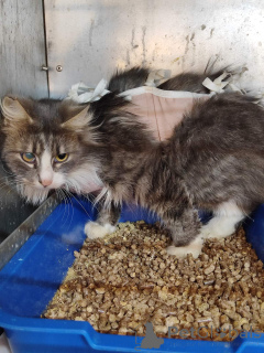 Photo №2 de l'annonce № 166210 de la vente  - acheter à Biélorussie annonce privée