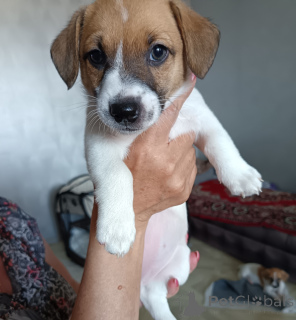 Photo №2 de l'annonce № 148888 de la vente jack russell terrier - acheter à Fédération de Russie annonce privée