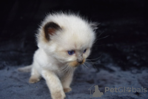 Photo №4. Je vais vendre ragdoll en ville de Gypsum. annonce privée - prix - 331€