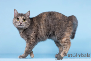 Photo №3. Le chat Runa cherche un bon cœur.. Fédération de Russie