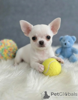 Photo №1. chihuahua - à vendre en ville de Fiburghaus | négocié | Annonce №171692