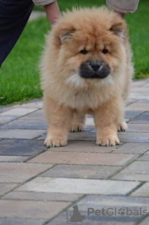 Photo №1. chow-chow - à vendre en ville de Корк | Gratuit | Annonce №124167