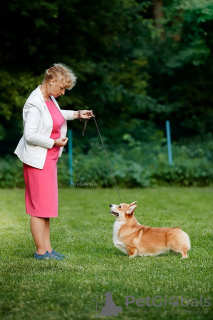 Photos supplémentaires: chiots Welsh Corgi Pembroke de Champion