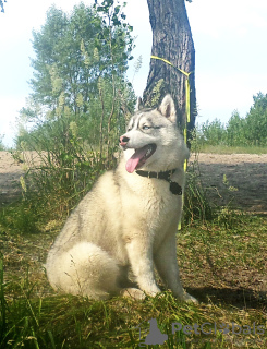 Photo №1. husky de sibérie - à vendre en ville de Voronezh | 571€ | Annonce №11611