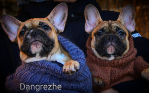 Photo №2 de l'annonce № 4472 de la vente chien bâtard - acheter à Fédération de Russie de la fourrière, éleveur