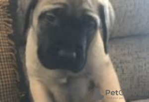 Photo №1. mastiff - à vendre en ville de Berlin | Gratuit | Annonce №126978