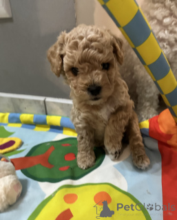 Photo №3. Chiens bichpoo. Pologne