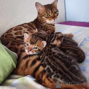 Photo №1. bengal - à vendre en ville de Bochum | négocié | Annonce № 171578
