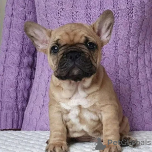 Photos supplémentaires: chiot bouledogue français