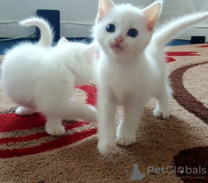 Photo №1. angora turc - à vendre en ville de Varsovie | 250€ | Annonce № 120898