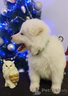 Photo №2 de l'annonce № 84436 de la vente berger blanc suisse - acheter à Serbie éleveur