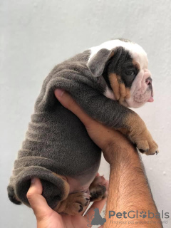 Photo №2 de l'annonce № 111738 de la vente bulldog anglais - acheter à La finlande annonce privée, éleveur