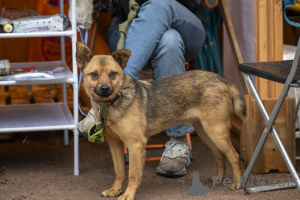 Photo №2 de l'annonce № 70675 de la vente chien bâtard - acheter à Fédération de Russie annonce privée