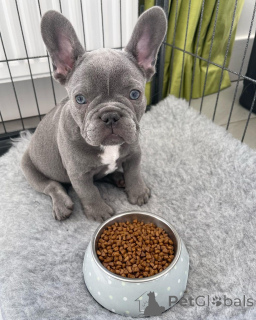 Photo №1. bouledogue - à vendre en ville de Winnipeg | 372€ | Annonce №137377