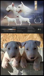 Photo №3. Bull Terrier Standard. Serbie