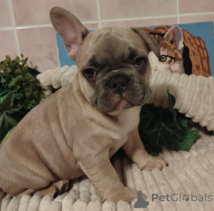 Photo №4. Je vais vendre bouledogue en ville de Minsk. annonce privée - prix - 500€