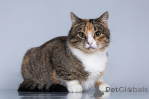 Photo №3. Une jeune famille de chats est à la recherche d'un foyer.. Fédération de Russie