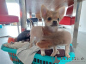 Photo №1. chihuahua - à vendre en ville de Pieksänkoski | 320€ | Annonce №120630