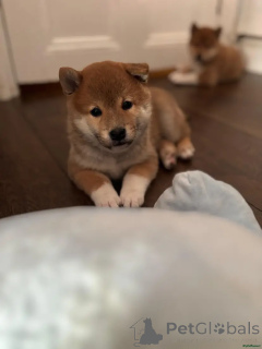 Photo №1. shiba - à vendre en ville de Oberhausen | 580€ | Annonce №175718