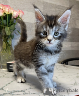 Photo №1. maine coon - à vendre en ville de Bellaire | 533€ | Annonce № 161775
