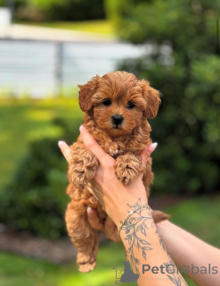 Photo №3. Dean Janet Kay Puppies House. USA