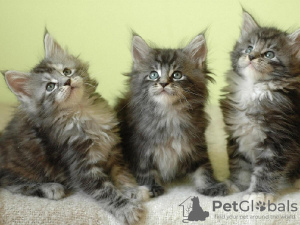 Photo №1. maine coon - à vendre en ville de Дрезден | 350€ | Annonce № 126781