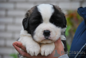 Photos supplémentaires: Chiots Saint-Bernard